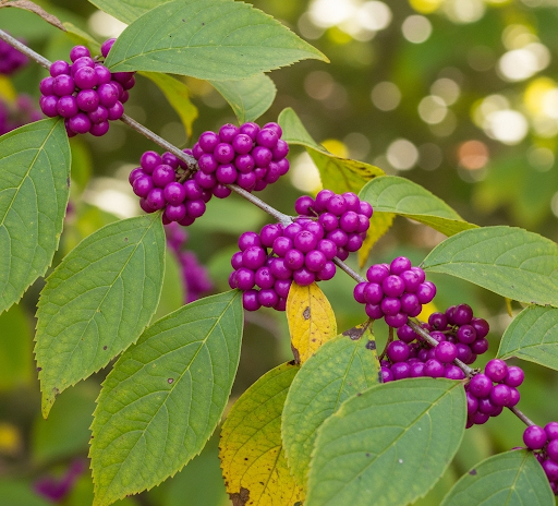 American Beautyberry Seeds