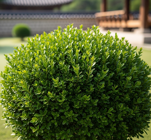 Korean Boxwood Seeds